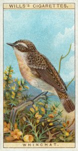 Whinchat 作： English School