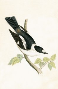 ホワイトカラーのヒタキ、チャールズロバートブリー（1811-86）による「イギリス諸島では観察されないヨーロッパの鳥の歴史」のイラスト、1867年発行 作： English School