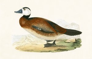 白頭アヒル、チャールズロバートブリー（1811-86）による「イギリスの島々では観察されないヨーロッパの鳥の歴史」のイラスト、1867年 作： English School