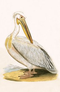 ホワイトペリカン、チャールズロバートブリー（1811-86）による「イギリスの島々では観察されないヨーロッパの鳥の歴史」の図解、1867年発行 作： English School