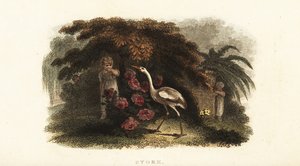 庭で子供たちとかくれんぼをするコウノトリ（Ciconia ciconia）。 作： English School