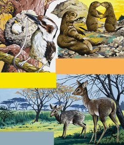 野生動物のモンタージュ 作： English School