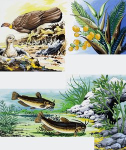 野生動物のモンタージュ 作： English School
