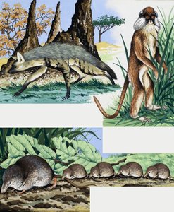 野生動物のモンタージュ 作： English School