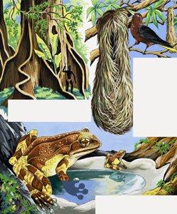 野生動物のモンタージュ 作： English School
