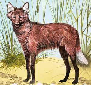 野生の犬 作： English School
