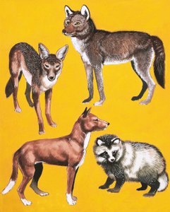 野生の犬のモンタージュ 作： English School