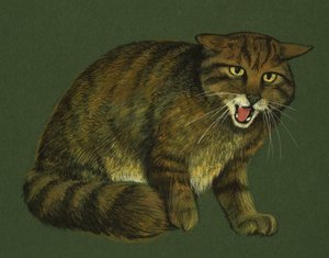 山猫