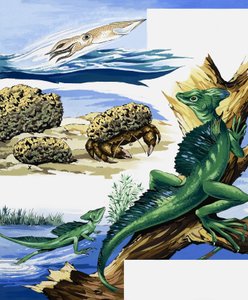 野生生物のモンタージュ 作： English School