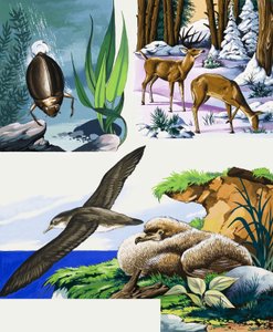 野生生物のモンタージュ 作： English School