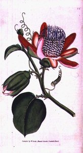 翼のあるパッションフラワー（Passiflora alata）、ウィリアム・カーティスの「The Botanical Magazine」（または「Flower Garden Displayed」）のプレート66。1787年、彫刻 作： English School