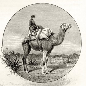 オーストラリアのラクダに乗った女性、1880年、ハワードウィロビー著「オーストラリアの写真」より、ロンドン宗教宗教協会発行、1886年 作： English School