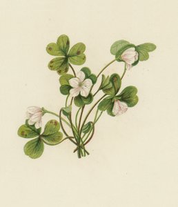ウッドソレル（Oxalis Acetosella）（カラーリトグラフ 作： English School