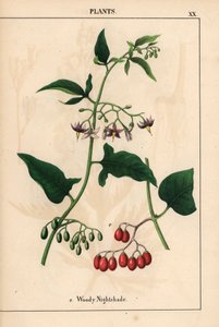 紫色の花と赤い果実を持つウッディ ナイトシェード   、「教育的な絵本、または野菜の世界からの教訓」[シャーロット・メアリー・ヤング]、エジンバラより