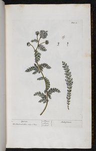 ノコギリソウ、「A Curious Herbal...」のプレート 18 エリザベス・ブラックウェル作 作： English School