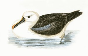 黄色い鼻アルバトロス、チャールズロバートブリー（1811-86）による「イギリスの島々では観察されないヨーロッパの鳥の歴史」のイラスト、1867年公開 作： English School
