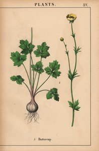 キンポウゲ  、「教育的な絵本、または野菜の世界からの教訓」[シャーロット・メアリー・ヤング]、エジンバラより 作： English School