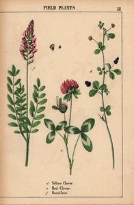 イエロー クローバー、レッド クローバーと saintfoin または sainfoin  、「教育的な絵本、または野菜の世界からの教訓」[シャーロット・メアリー・ヤング]、エジンバラより 作： English School