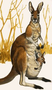 カンガルー