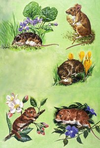 ネズミ、ハタネズミ、トガリネズミ