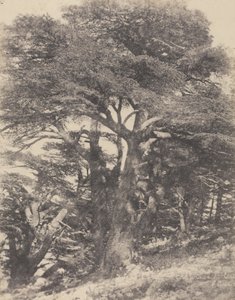 レバノン山の杉の木群／[Groupe de Cèdres de Mt.］ 作： Ernest Benecke