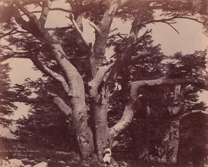 レバノン山。 ソロモン杉の幹、1850～53年。 作： Ernest Benecke