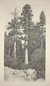 ベビーセコイア 作： Ernest Haskell