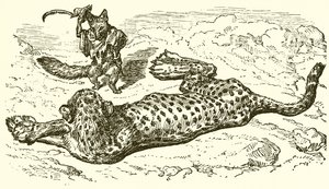ヒョウとキツネ