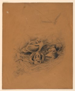 鳥 作： Ernest Thompson Seton