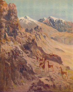 グアナコ、1916 作： Ernest William Christmas
