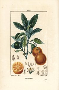 ビガラディエ、オレンジ、Citrus aurantium、枝、葉、花、熟した果実と未熟な果実、そして果実の断面図。Chaumeton、Poiret、Chamberetの""からErnestine Panckouckeが描いたものをLambert Juniorが手彩色のスティプル銅版画にしたもの。 作： Ernestine Panckoucke