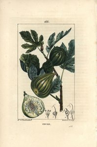 ボタニカルボード：イチジクの木の枝とイチジク - イチジクの木（Ficus carica）の熟した果実と葉をつけた枝と果実の断面図。ショーメトンのマダムE.パンクックが描いた絵をもとに、ランバート・ジュニアが手彩色のスティプル銅版画を描いたもの。 作： Ernestine Panckoucke