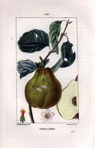 ボタニカルボード：カリンの木（Pyrus oblonga）、果実、花、葉、枝、果実の一部を示す。ショーメトン、ポワレ、シャンベルエの『花の物語』からパンクック夫人が描いた絵をもとに、ランベール・ジュニアが手彩色のスティプル銅版画を制作。 作： Ernestine Panckoucke