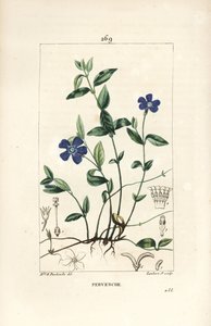 小ツルニチニチソウ - 花、葉、茎、根、種を持つ小ツルニチニチソウ（Vinca minor）。Chaumeton, Poiret and Chamberetの "La Flore Medicale, P "からErnestine Panckouckeが描いたものをLambert Juniorが手彩色のスティプル銅版画にしたもの。 作： Ernestine Panckoucke