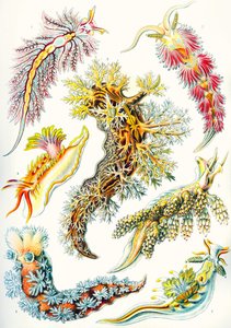「Art Forms of Nature」のウミウシのコレクション