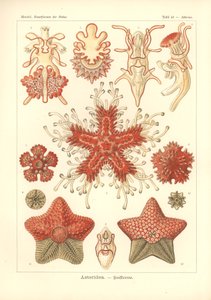 Asteridea - 海の星、Pl.40。 1904年に出版されたアドルフ・ギルチによって彫刻された「Kunstformen der Natur」から（カラーリソ） 作： Ernst (after) Haeckel