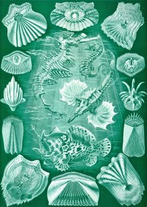 「Art Forms of Nature」からの Teleostei のコレクション 作： Ernst (after) Haeckel