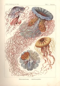 Discomedusae - ディスク クラゲ、「Kunstformen der Natur」の Pl. 8、Adolf Giltsch によって彫刻され、1904 年に公開されました (カラー リソ) 作： Ernst (after) Haeckel