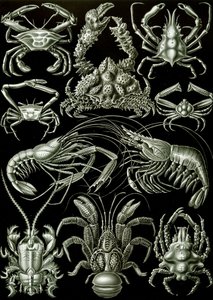 十脚目「自然の芸術形態」の例 作： Ernst (after) Haeckel
