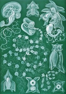 「Art Forms of Nature」のSiphonophoraeの例 作： Ernst (after) Haeckel