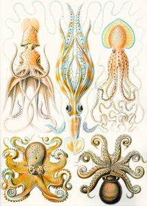 さまざまな頭足類の「自然の芸術形態」の例 作： Ernst (after) Haeckel