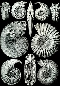 「Art Forms of Nature」1904年のアンモニティダのイラスト（リソ） 作： Ernst (after) Haeckel