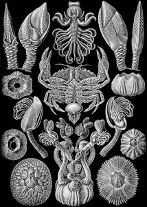 「Art Forms of Nature」からの Cirripedia のイラスト 1904 (litho) 作： Ernst (after) Haeckel