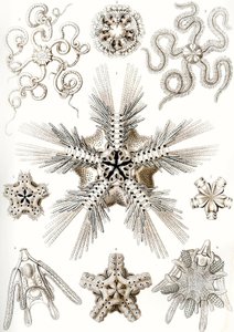 「自然の芸術形態」 作： Ernst (after) Haeckel