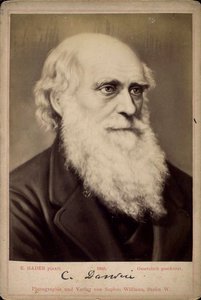 チャールズダーウィン、イギリスの博物学者、c1860s-c1870s 作： Ernst Hader