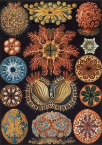 ホヤ、「Art Forms of Nature」のプレート 85 作： Ernst Haeckel