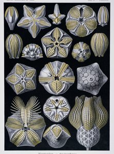Blastoidea、Artforms of Natureのプレート、1899〜1904年頃（カラー彫刻） 作： Ernst Haeckel
