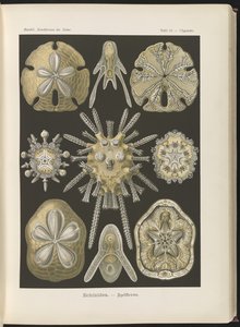 Echinidea：ウニとシードル 作： Ernst Haeckel