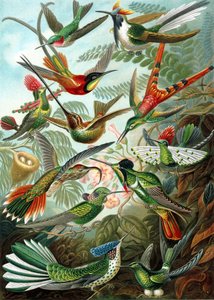 Trochilidae 科の例、「自然の芸術形態」 作： Ernst Haeckel