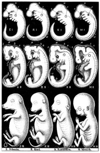 ブタ、ウシ、ウサギ、マンの胚のヘッケルス比較 作： Ernst Haeckel